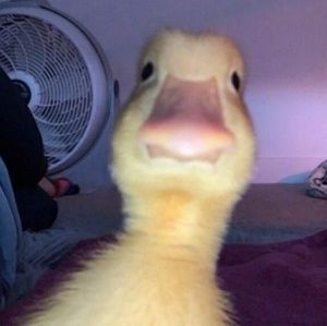 Meet your Posher, Jazmyn